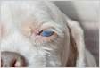 Cachorro com olho branco descubra as causas Pet